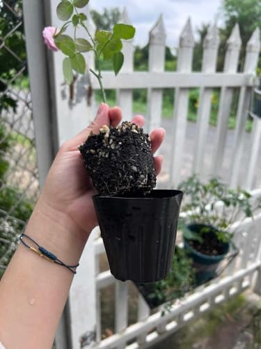 Climbing Rose Live Plant 5-9" Tall Purple Striped W941591