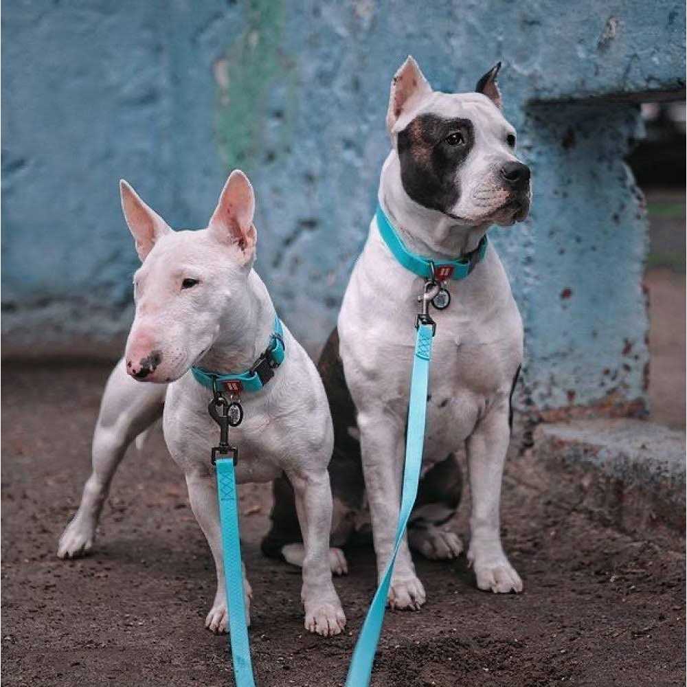 Waterproof Dog Collar with QR passport U884954