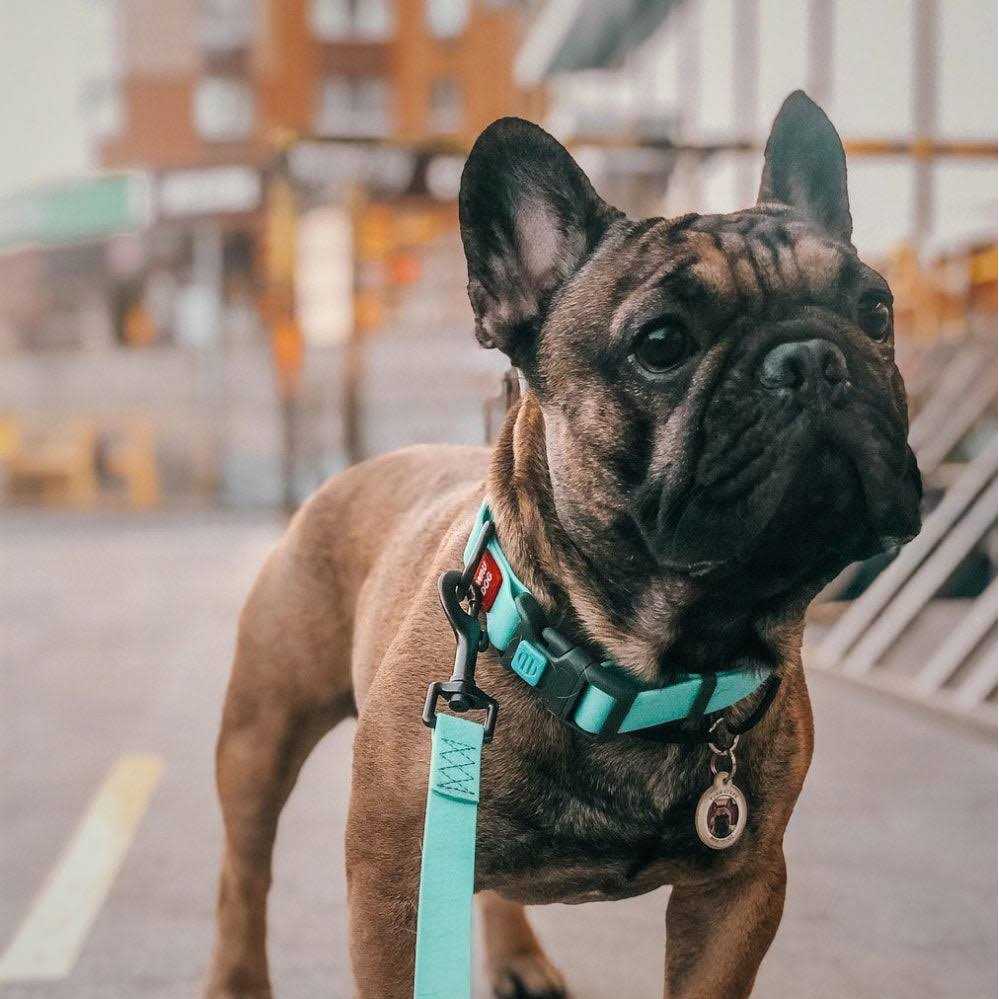 Waterproof Dog Collar with QR passport U884954