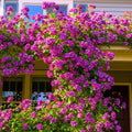 Climbing Rose Live Plant 5-9" Tall Purple Striped W941591