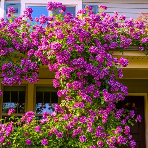 Climbing Rose Live Plant 5-9" Tall Purple Striped W941591