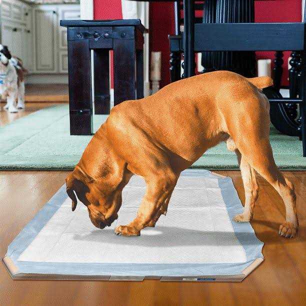 Dog Pad Holder Portable Tray C33088