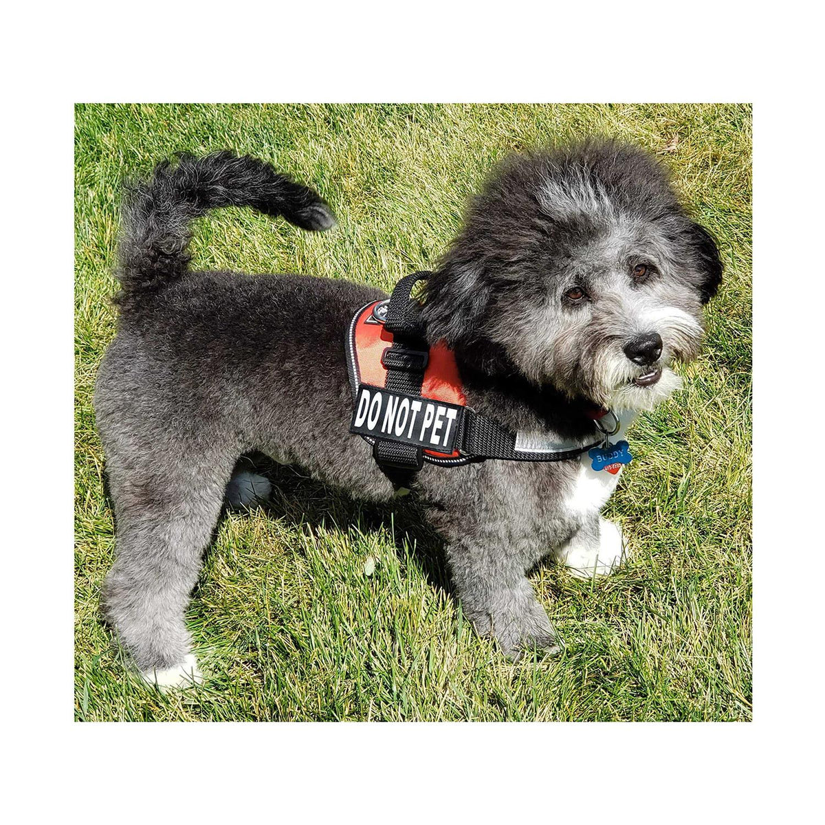 Dog Vest Harness with 2 Reflective Removable Patches W174