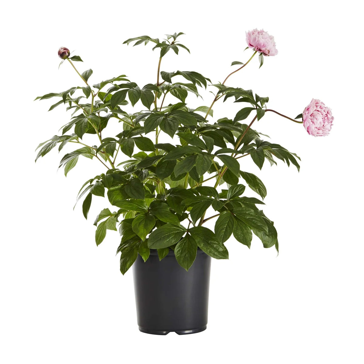 Pink Peony Perennial Live Plants with Grower Pot X672234