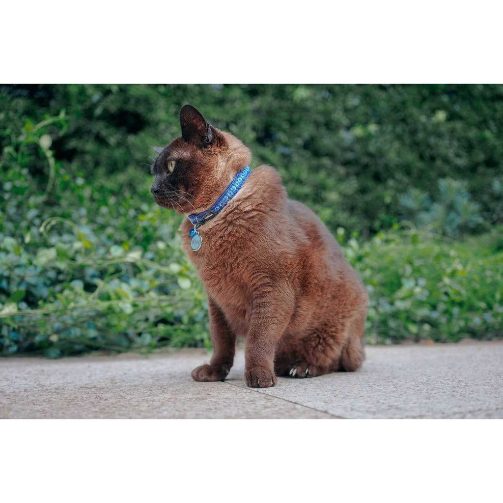 Dog Collar T19302