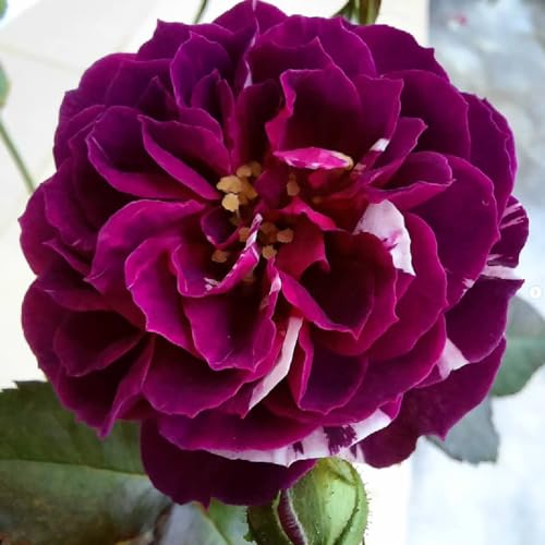 Climbing Rose Live Plant 5-9" Tall Purple Striped W941591