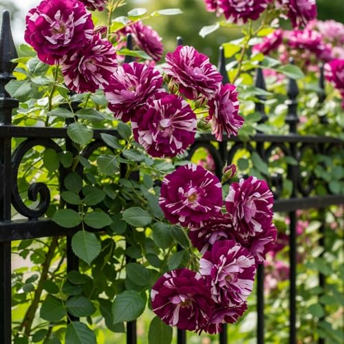 Climbing Rose Live Plant 5-9" Tall Purple Striped W941591