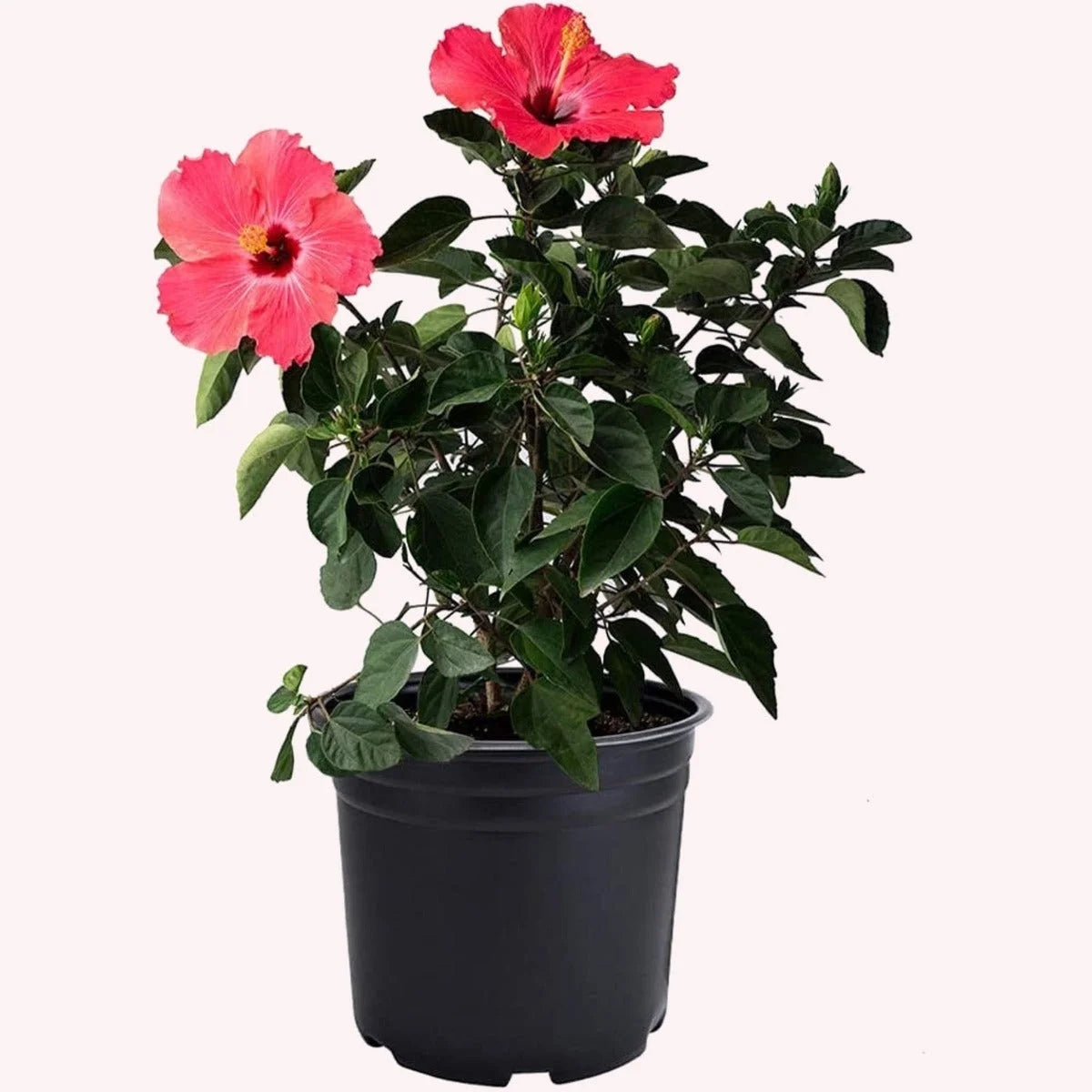 Hibiscus Live Plant 10-Inch Pot Z316509