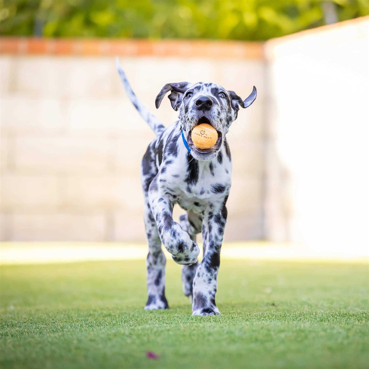 Tennis Balls A523