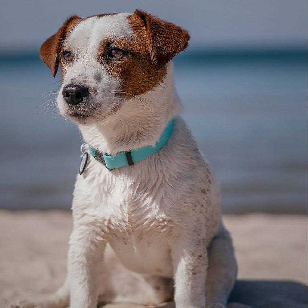 Waterproof Dog Collar with QR passport U884954