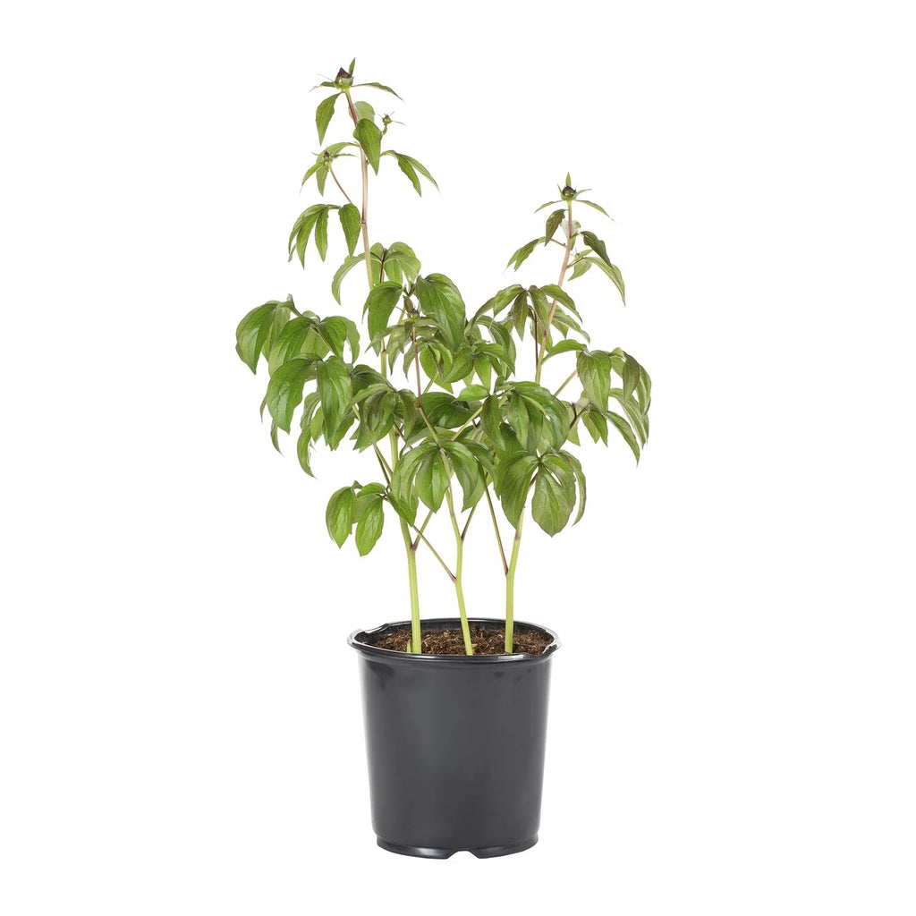 Pink Peony Perennial Live Plants with Grower Pot X672234