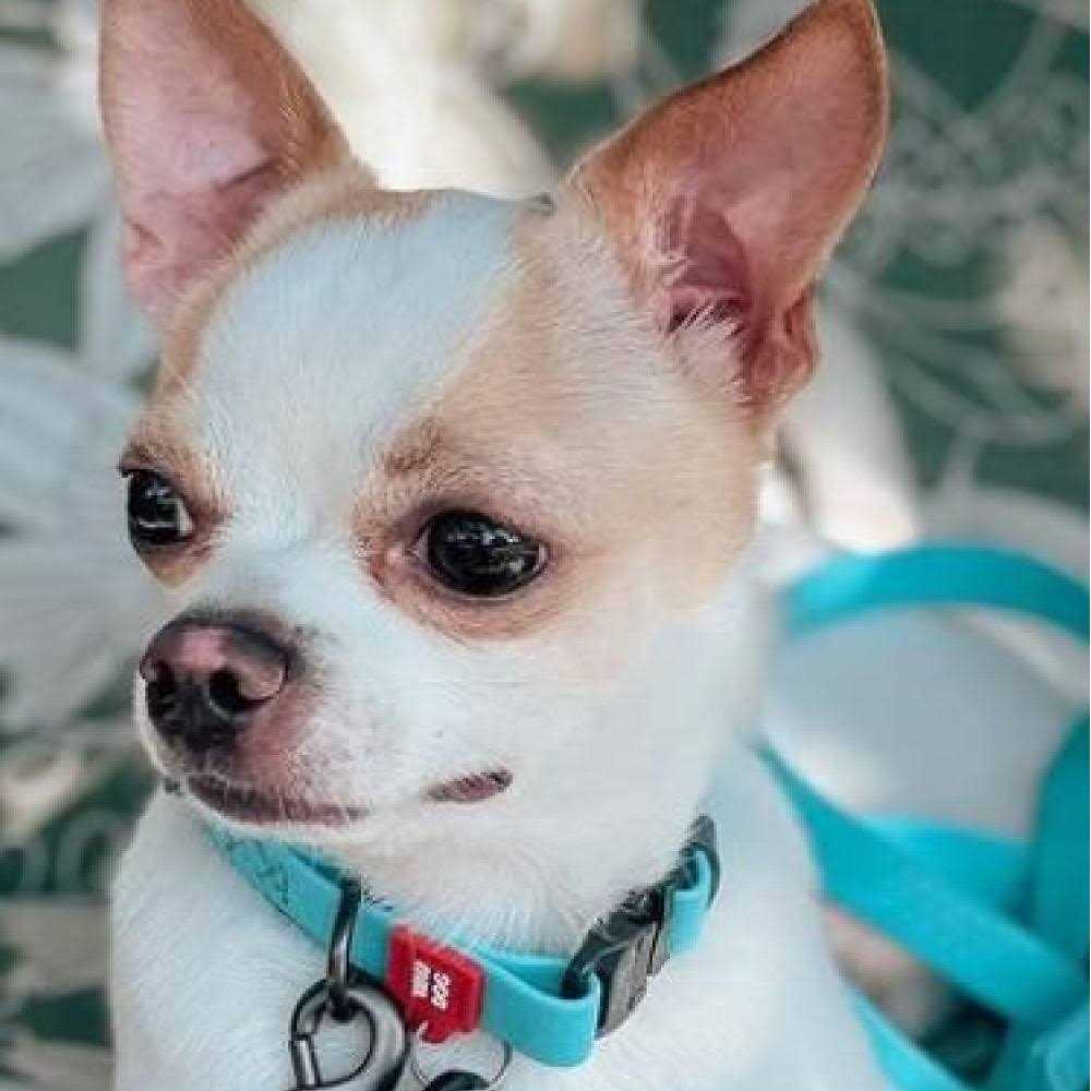 Waterproof Dog Collar with QR passport U884954