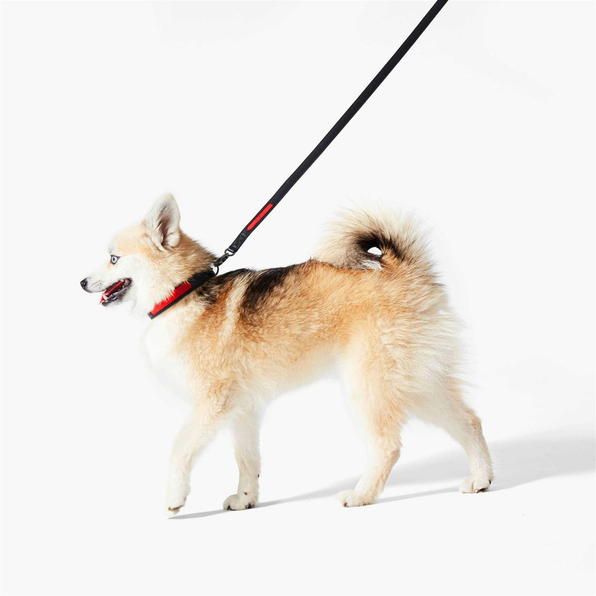 Calfskin Pet Collar R498098