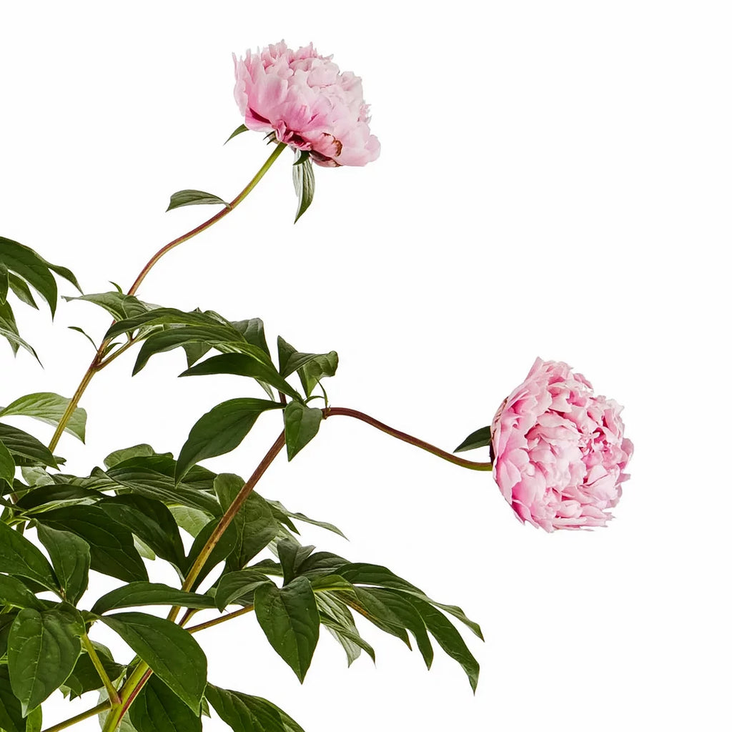 Pink Peony Perennial Live Plants with Grower Pot X672234